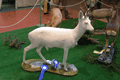 2009-capriolo